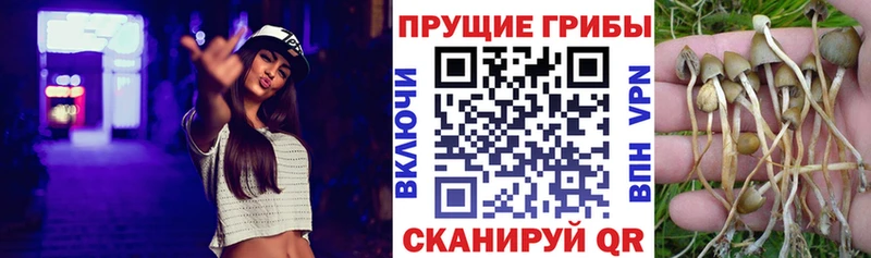 Псилоцибиновые грибы Psilocybine cubensis  мега ССЫЛКА  Валуйки  где продают наркотики 